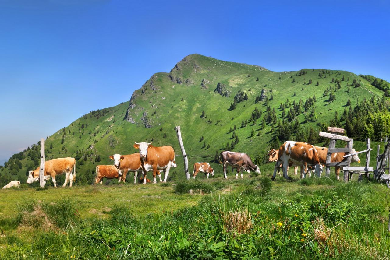 Alpska Perla Apartments Cerkno Eksteriør billede